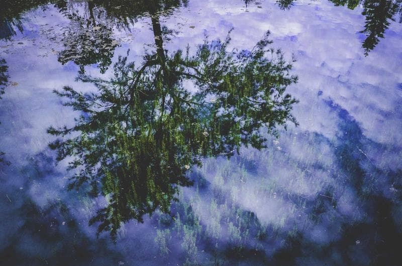 Branches
