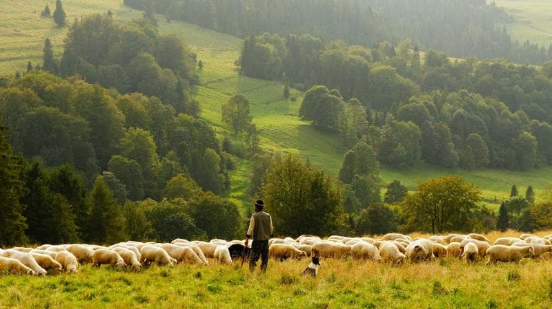 Sheep in the field
