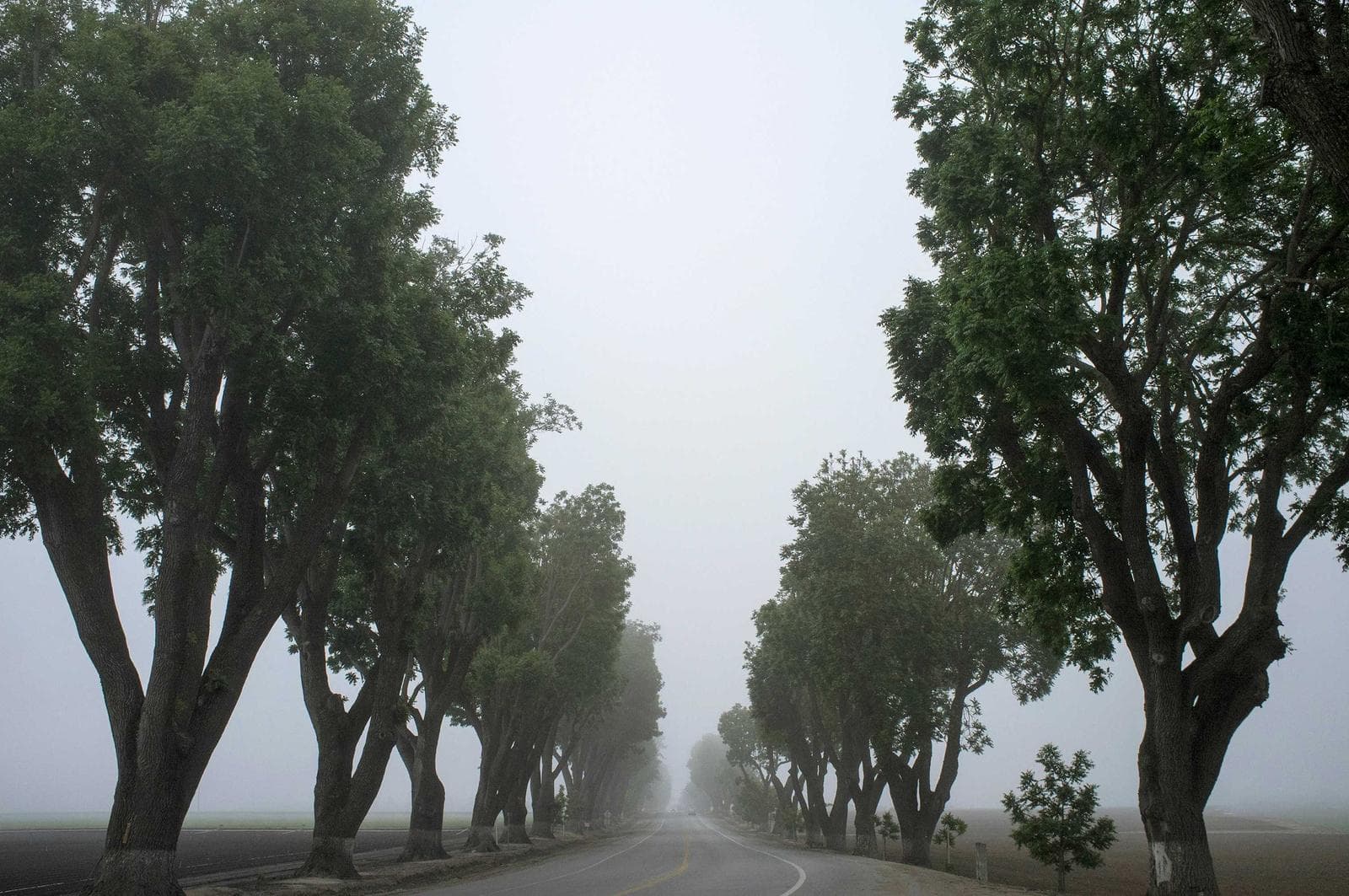Avenue in fog