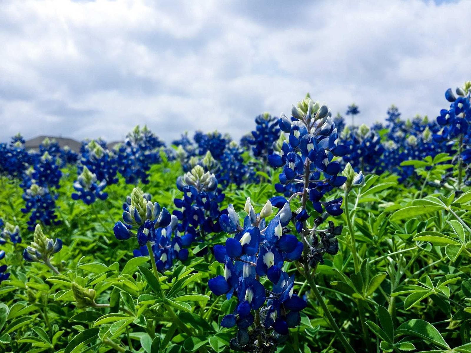Bluebells