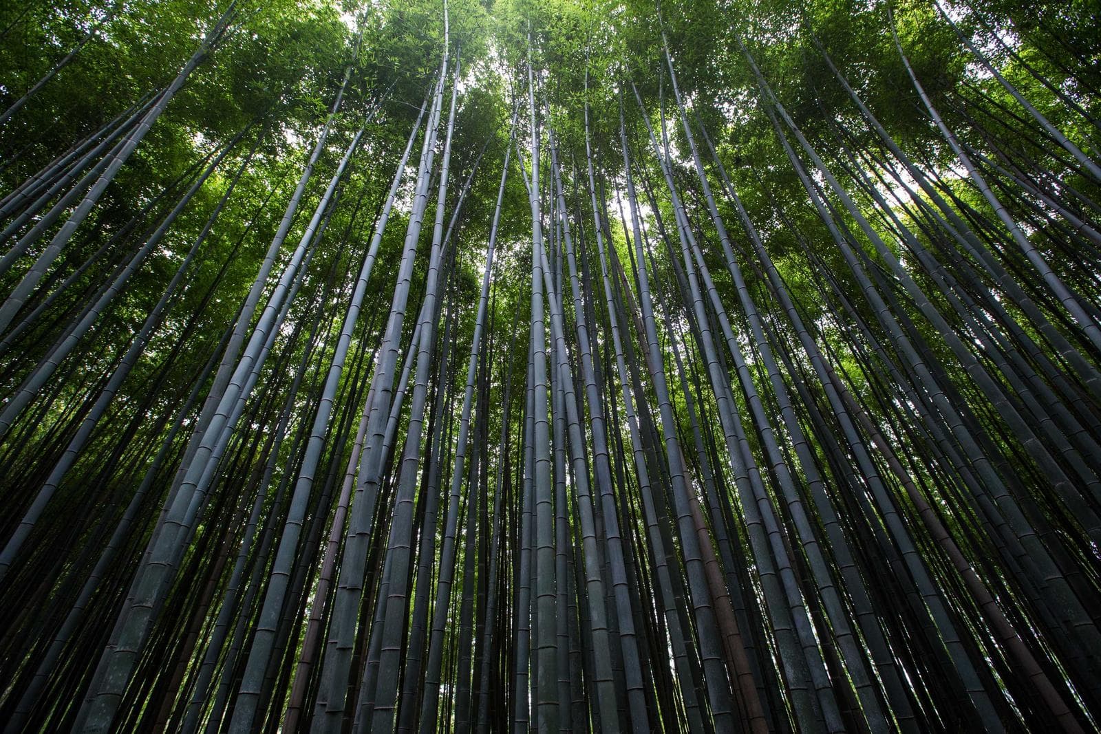 Tall bamboo