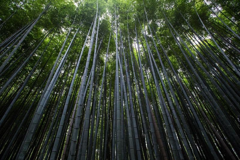 Tall bamboo