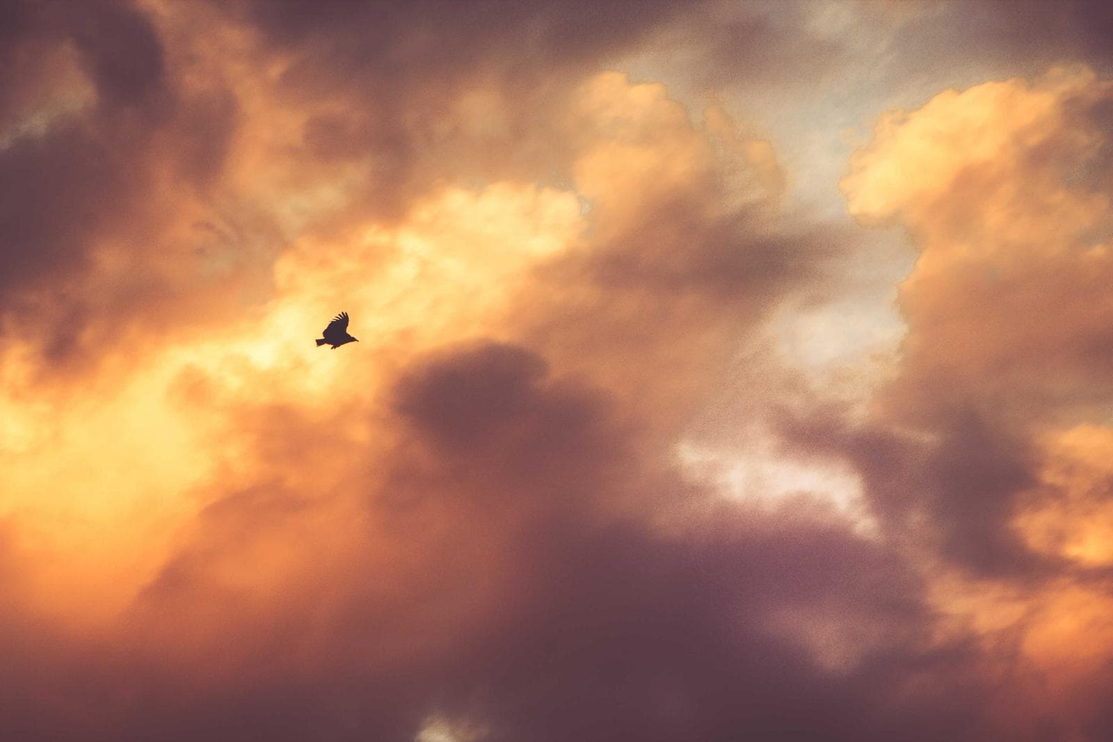 Birds in gold