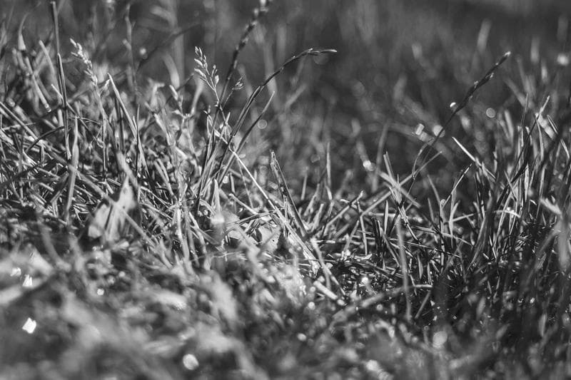Grass