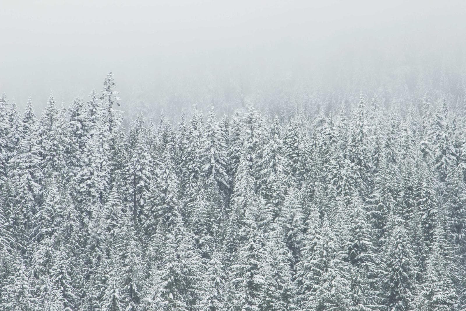 Snowy forest