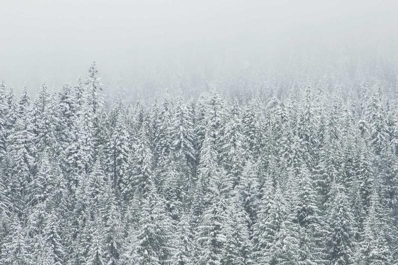 Snowy forest