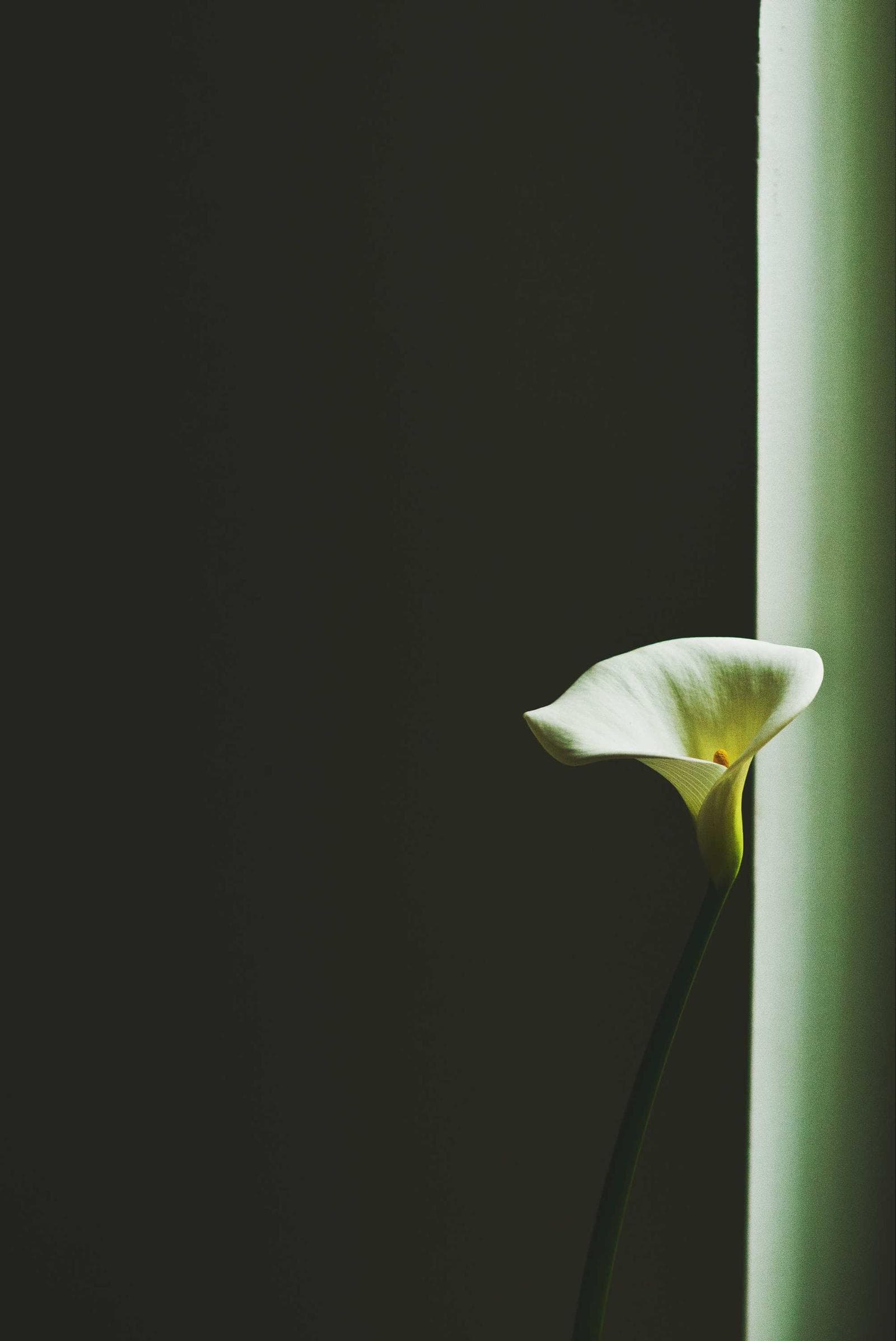 White lily