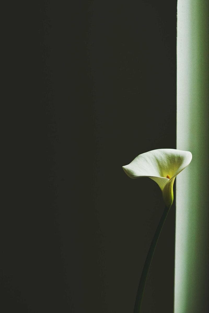 White lily
