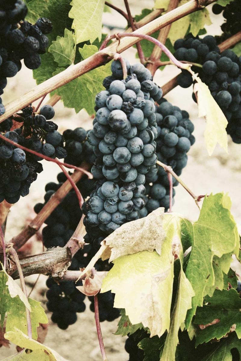Grapes on the vine
