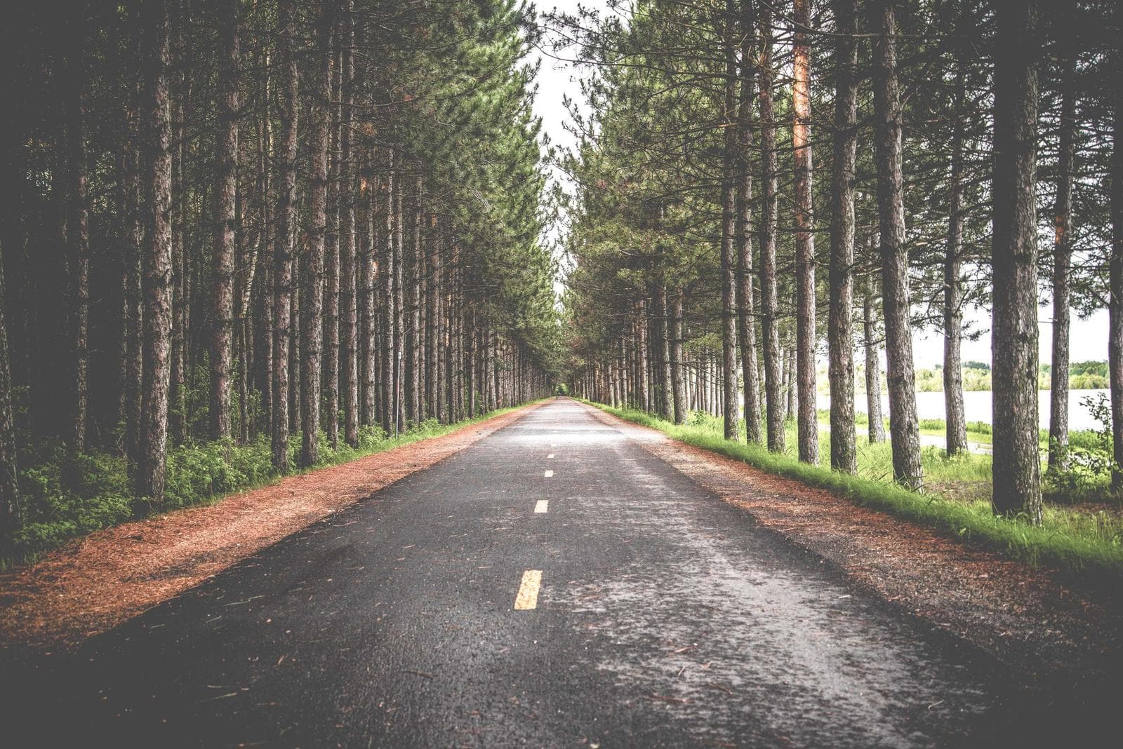 Straight through the trees