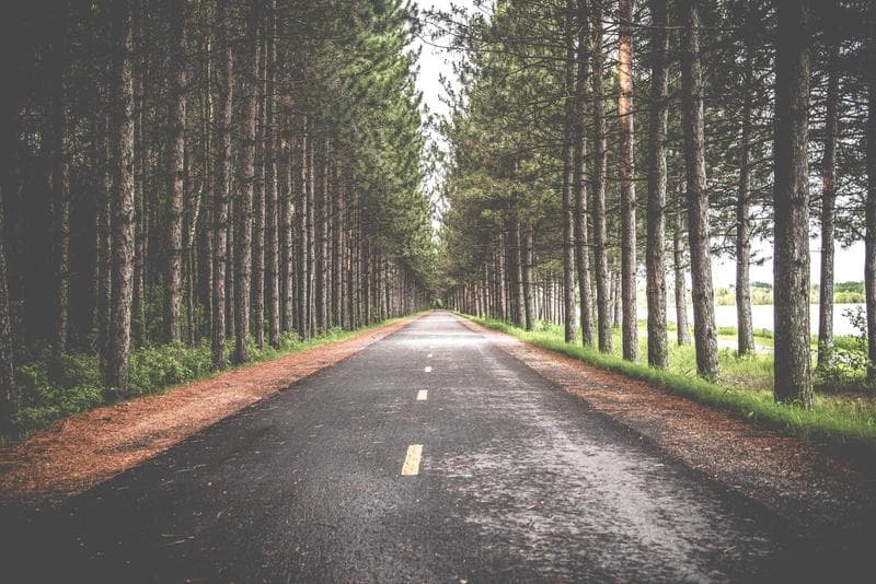 Straight through the trees
