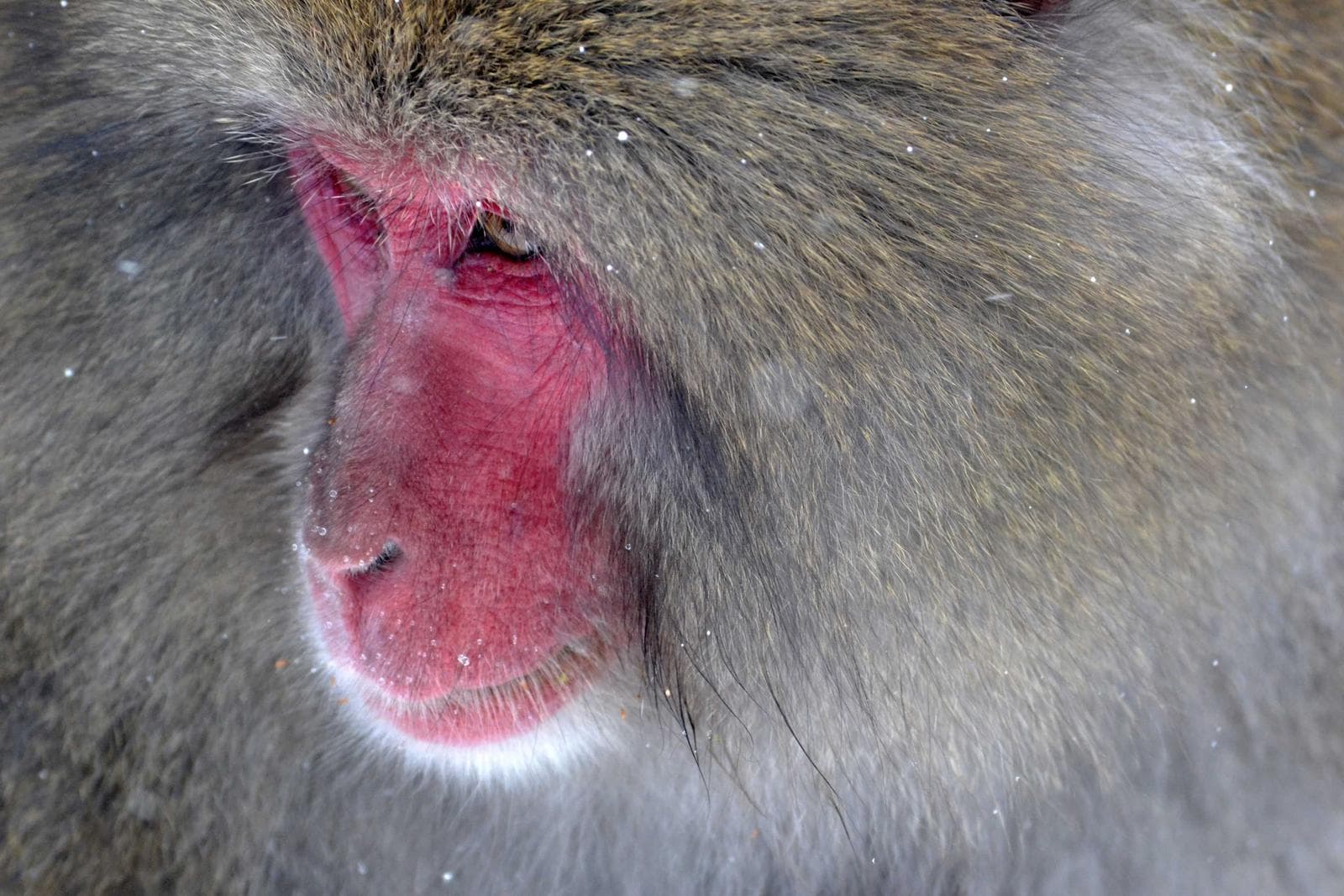 Macaque