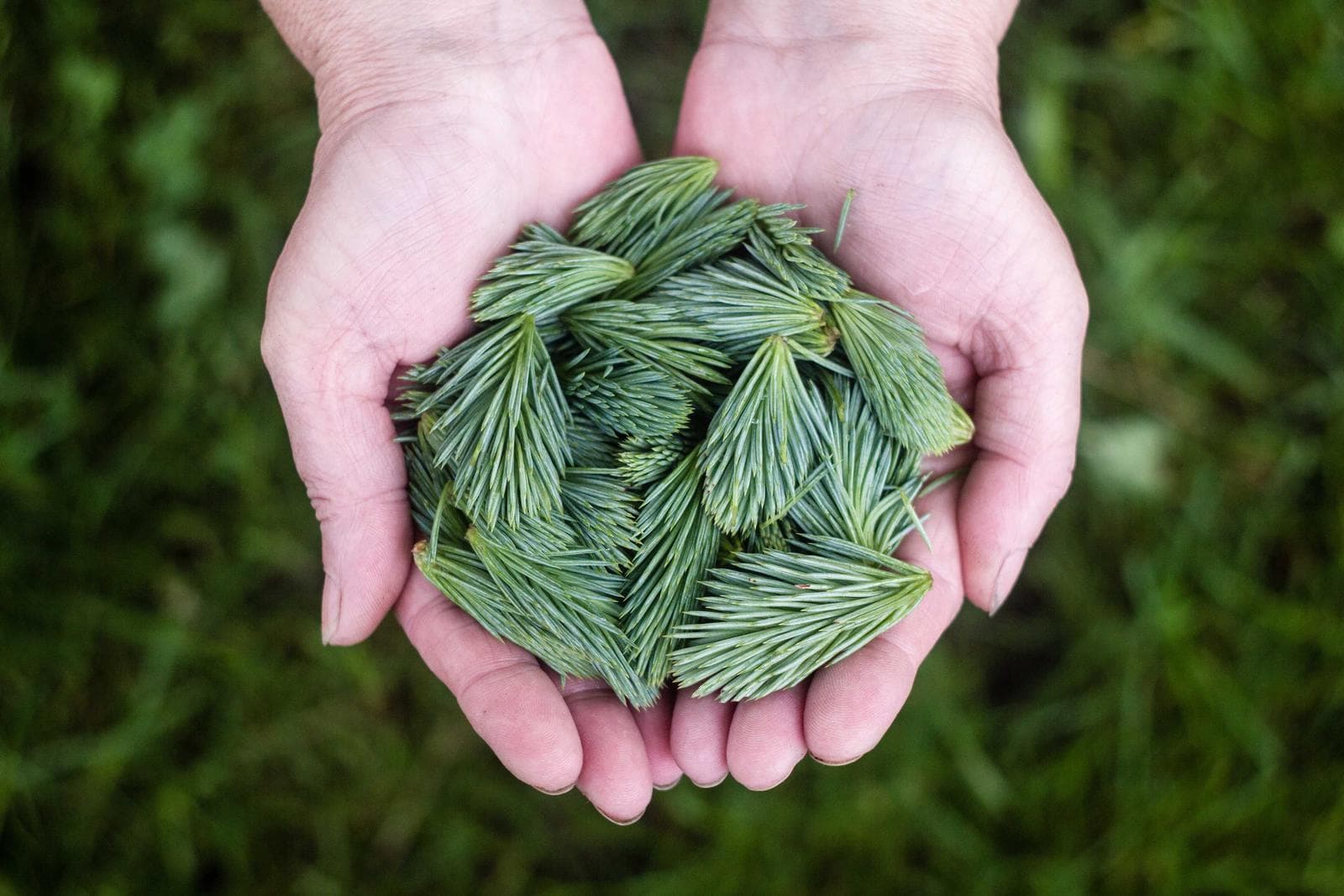Leaves in hands