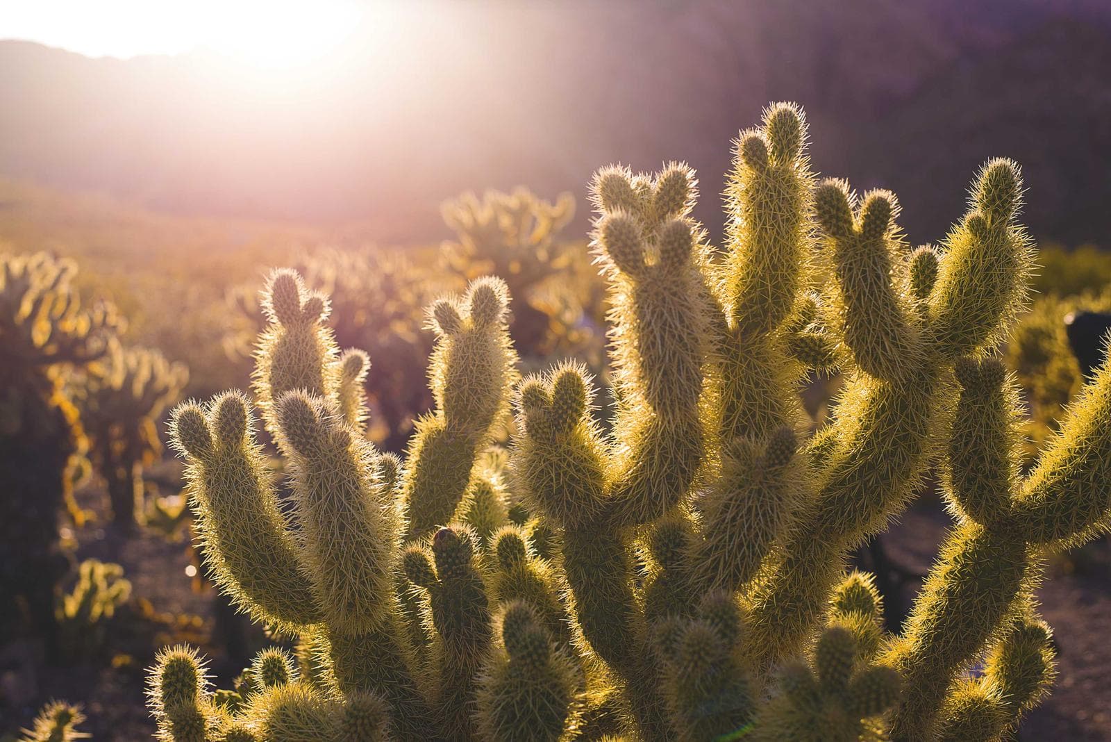 Cactus