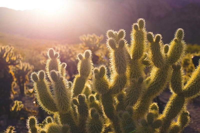 Cactus