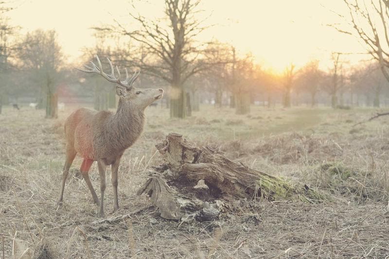Deer