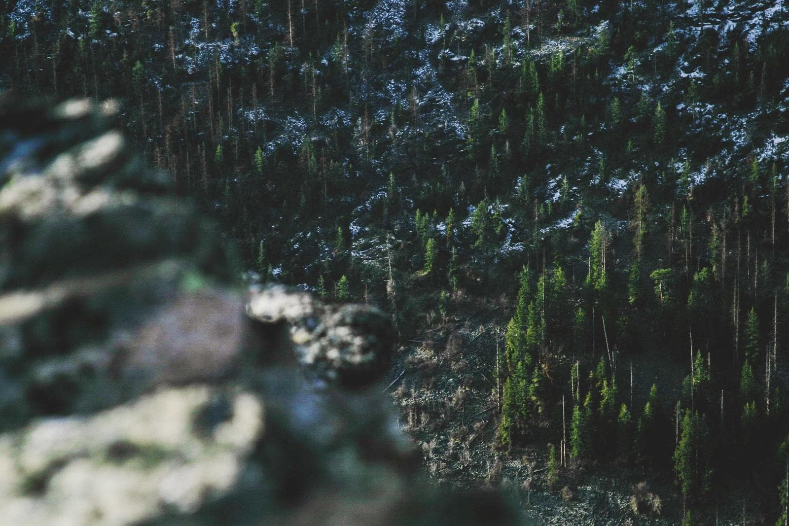 Moss