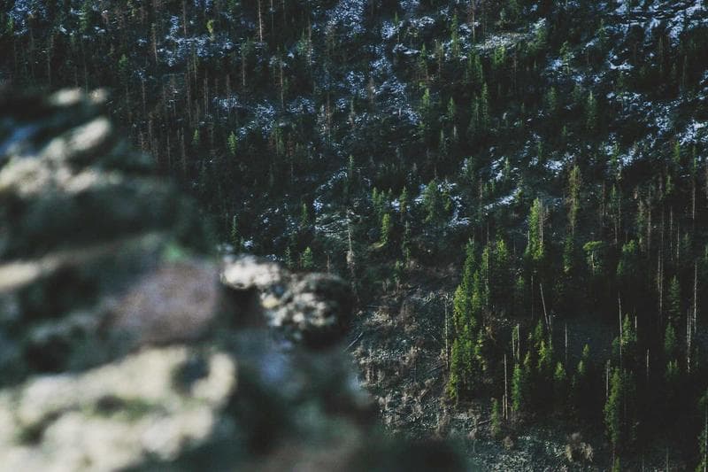Moss