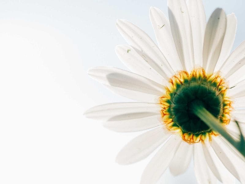 Daisy