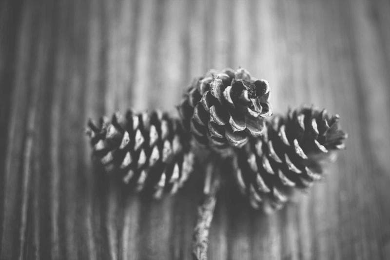 Pine cones