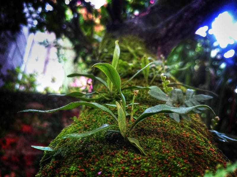 Green leaves