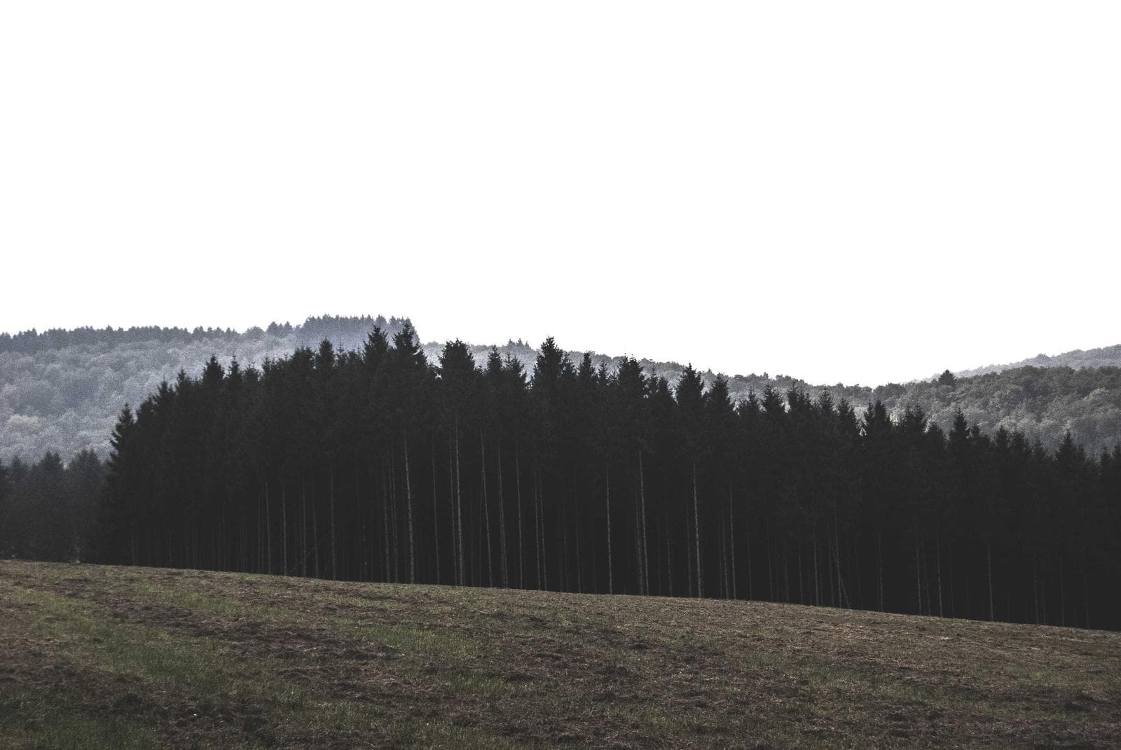Edge of the wood