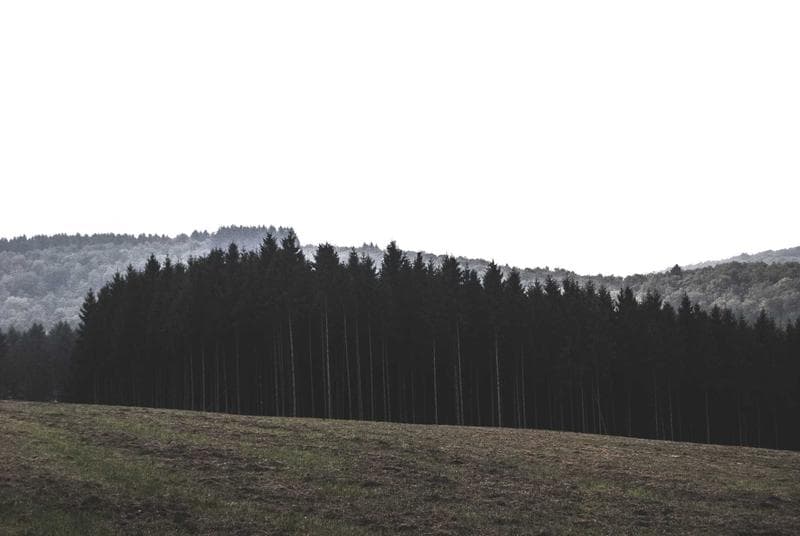 Edge of the wood