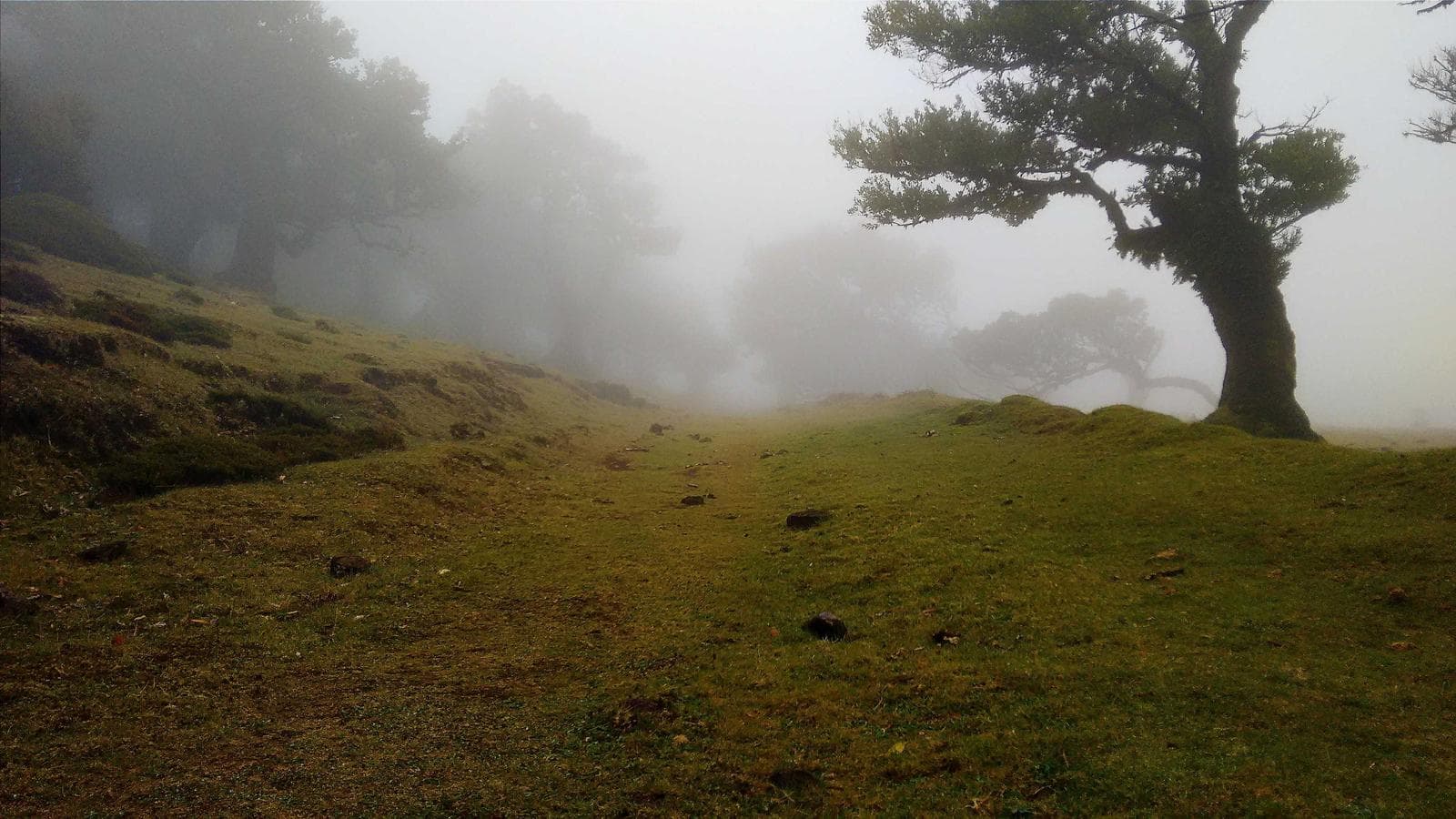 Lone tree in fog