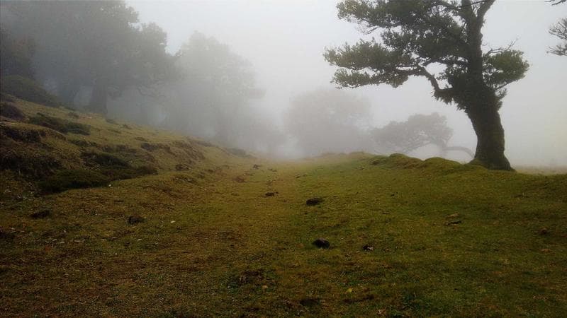 Lone tree in fog