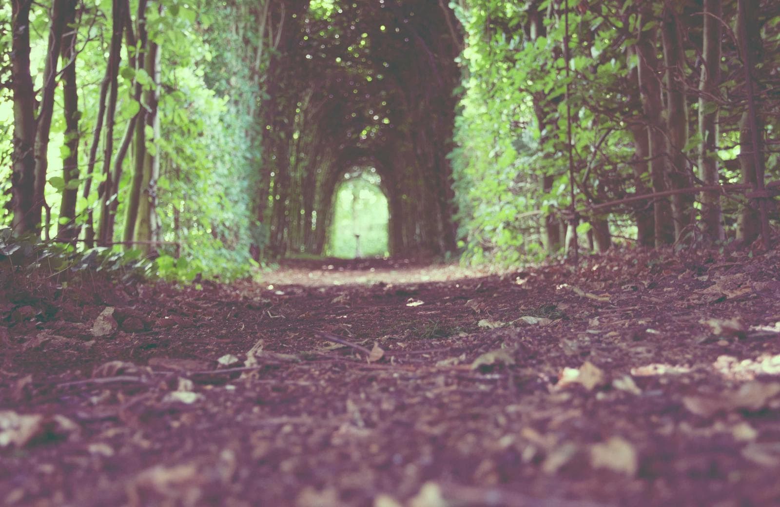 Autumn path
