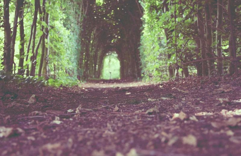 Autumn path