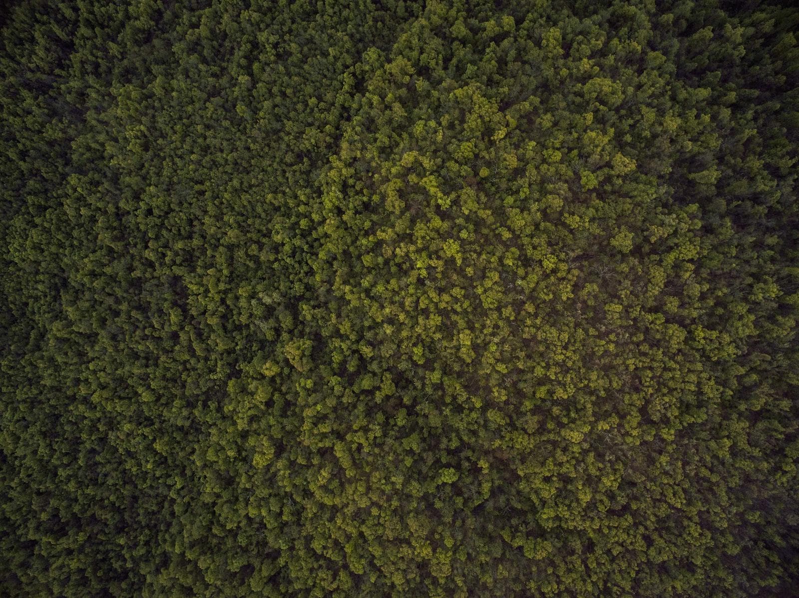 Canopy