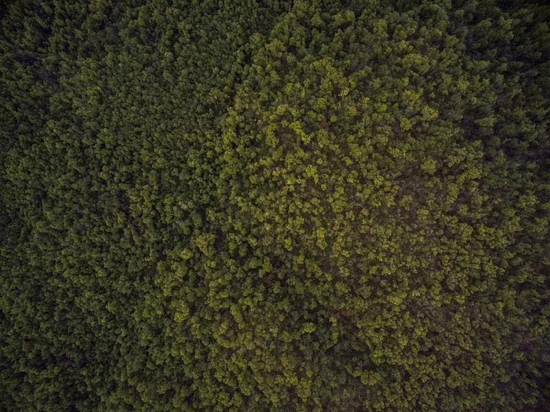 Canopy
