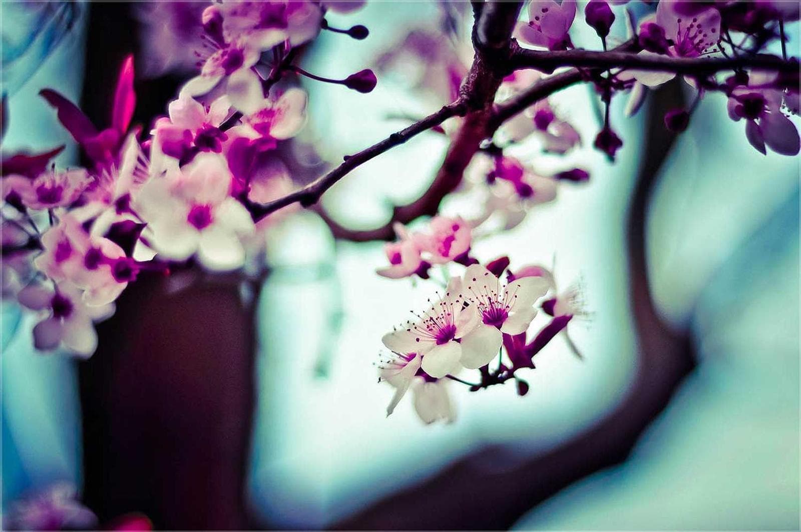 Cherry blossom