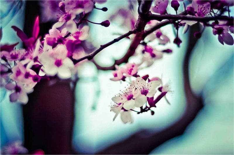 Cherry blossom