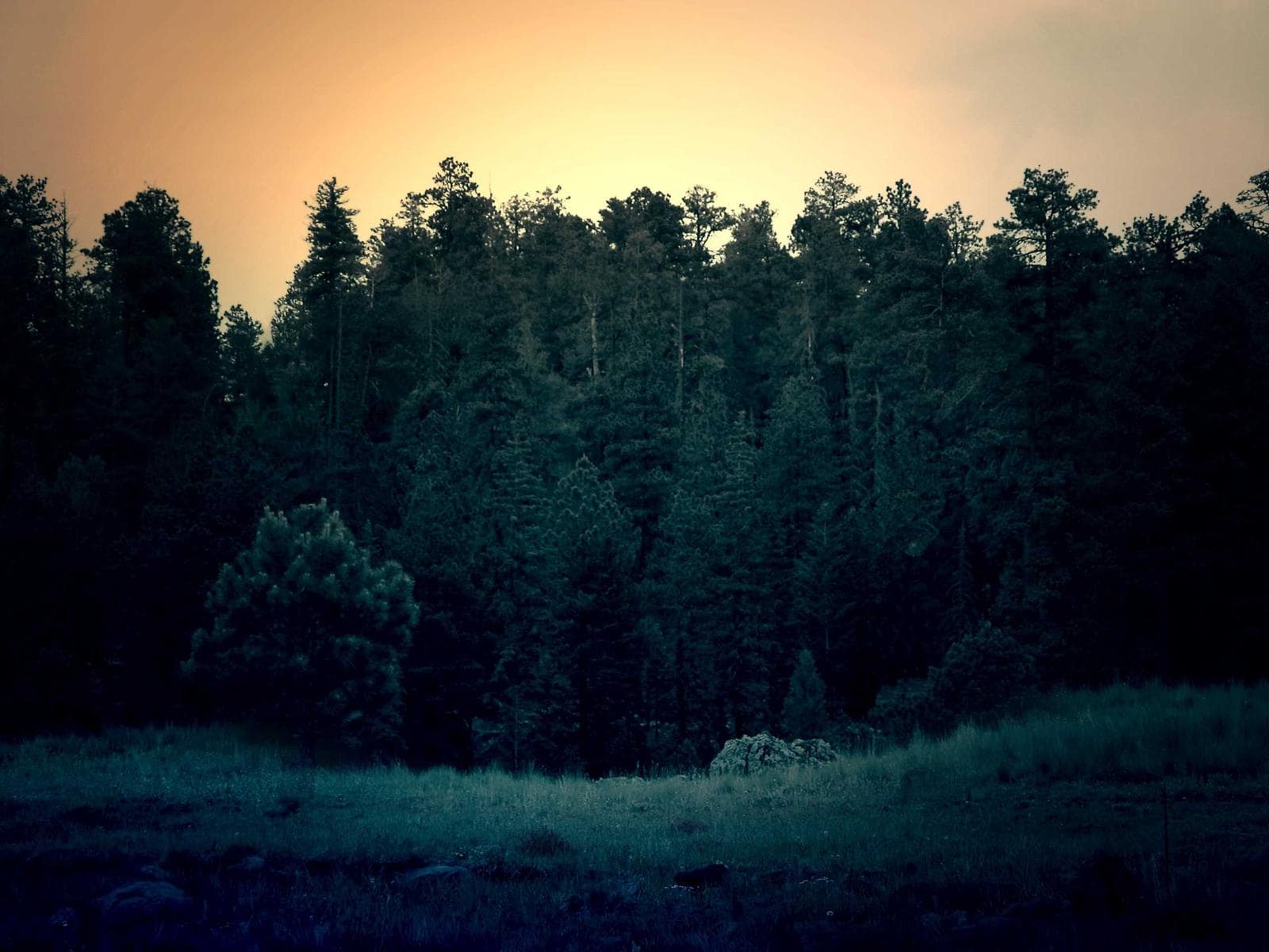 Dark forest