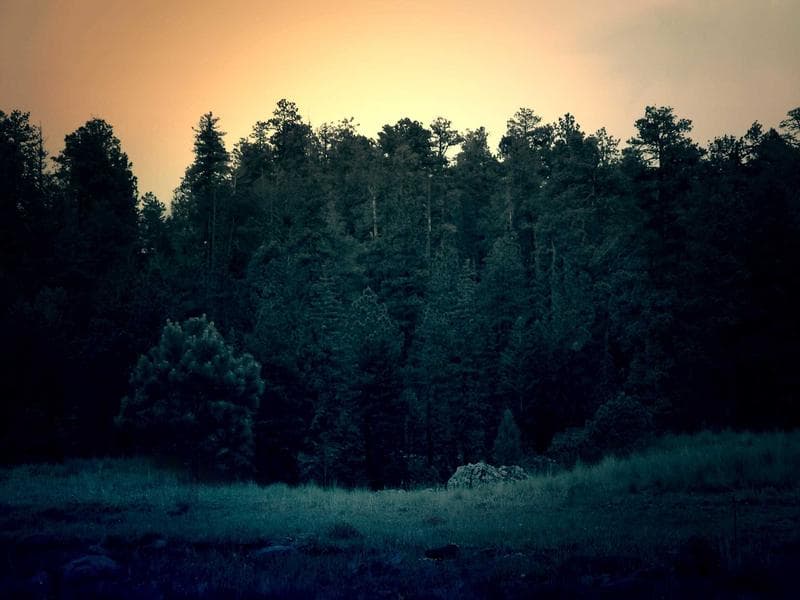 Dark forest