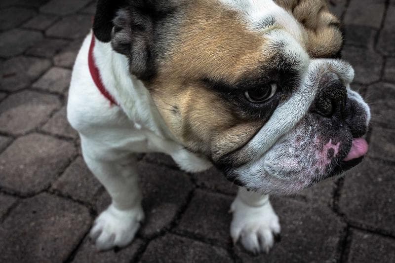 Pug