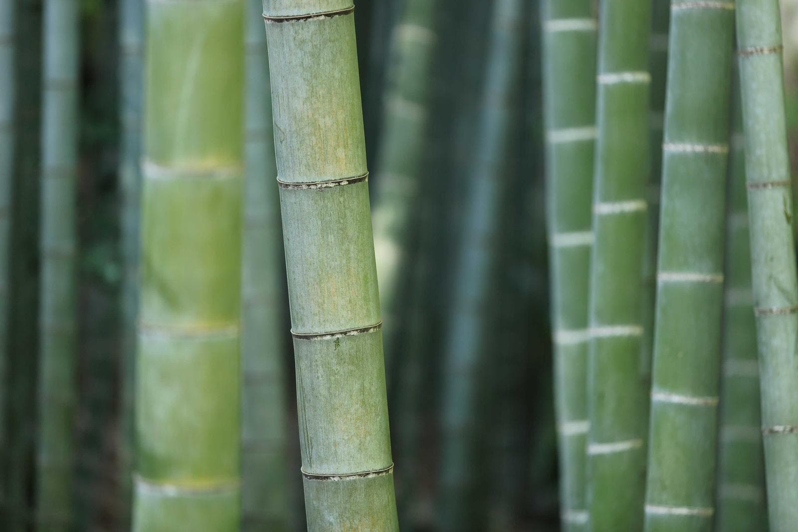 Bamboo stalks