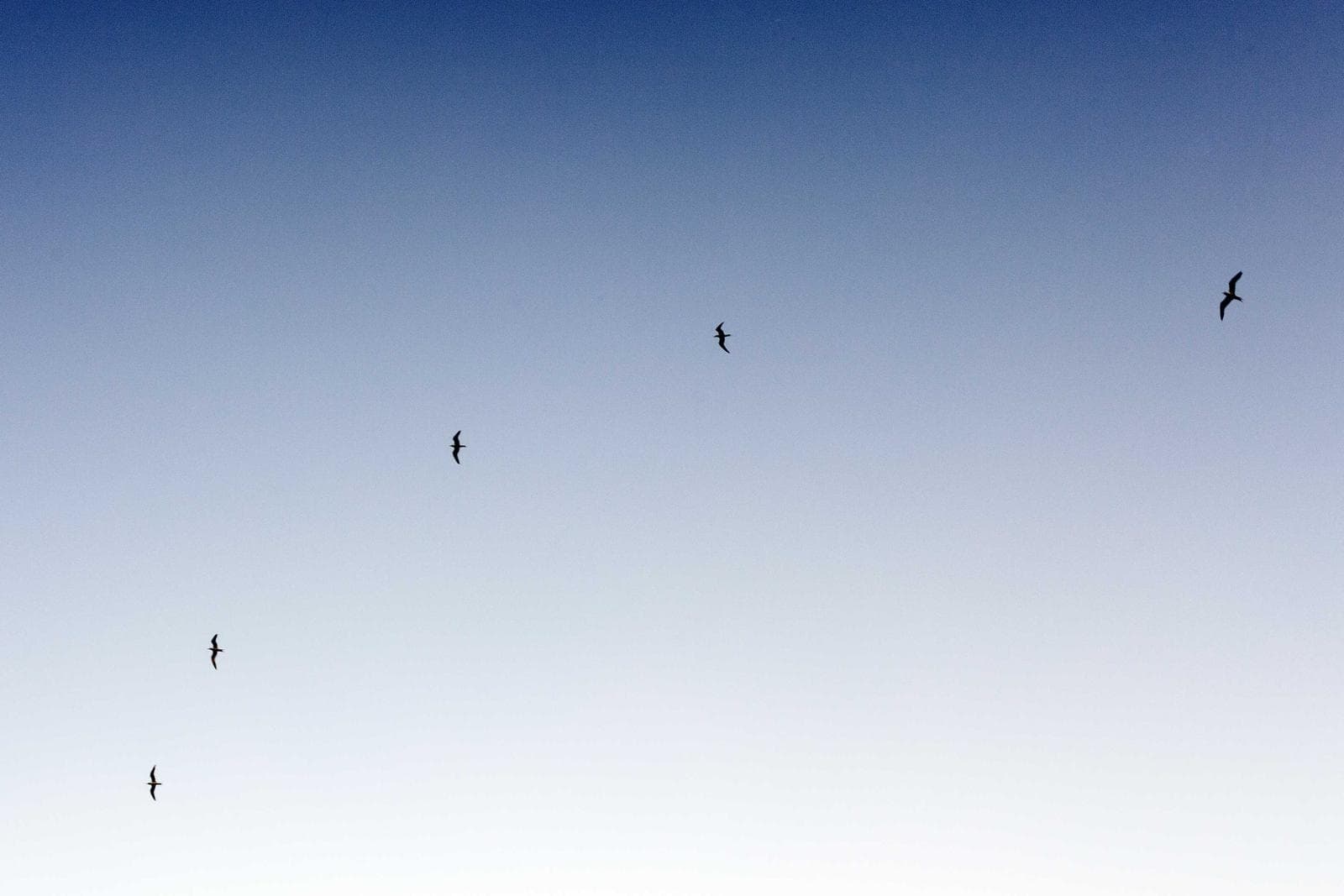 Pale sky