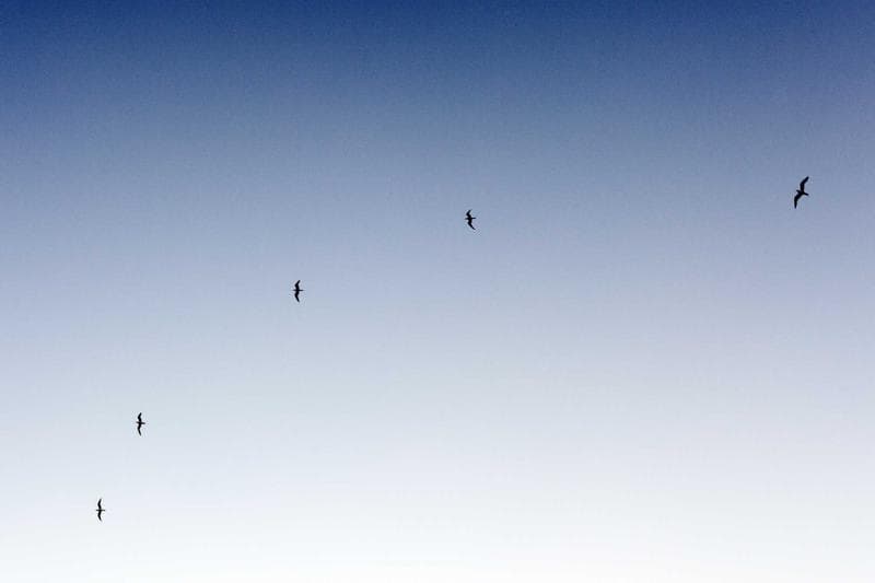 Pale sky