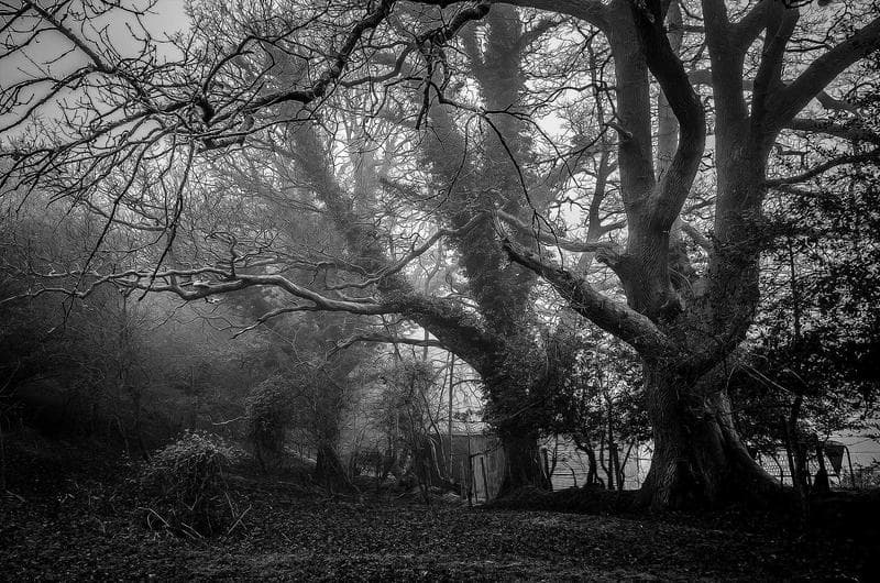 Dark wood