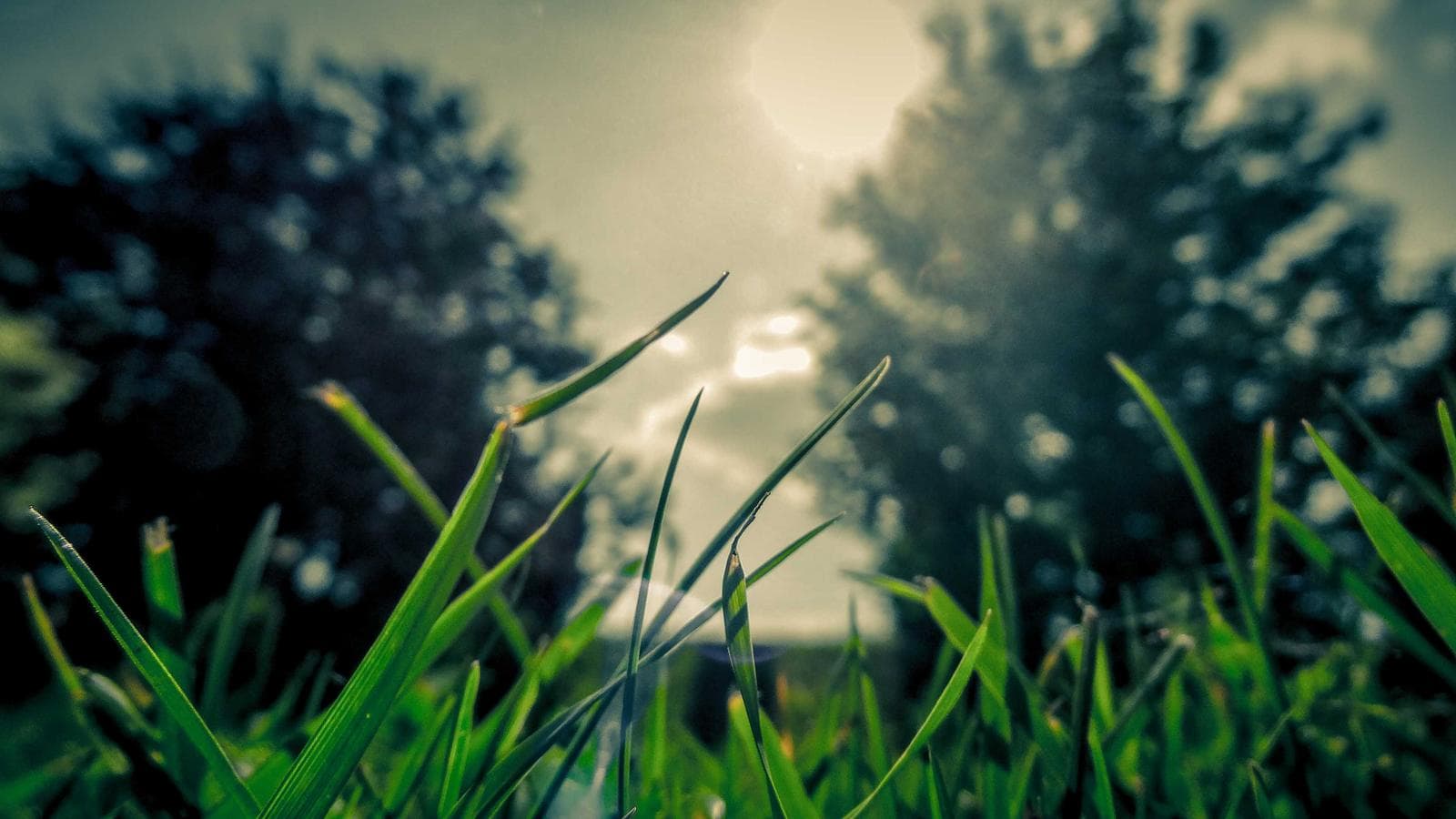 Blades of grass
