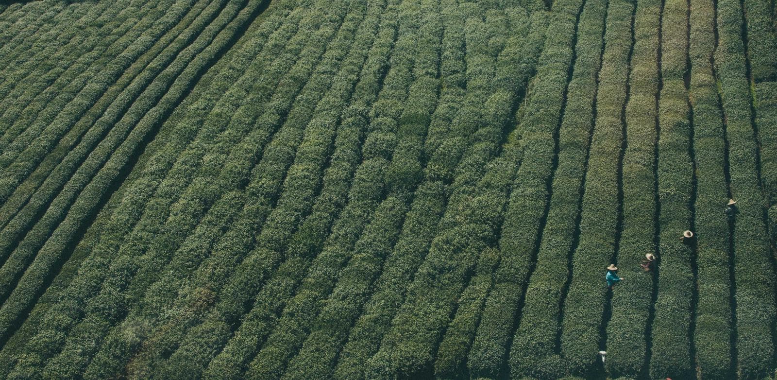 Tea rows
