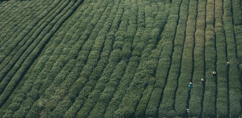 Tea rows