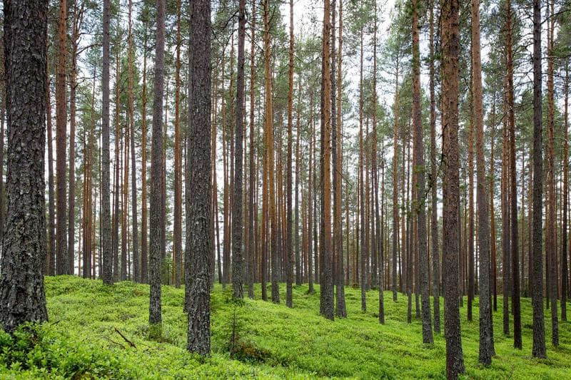 Pine trunks