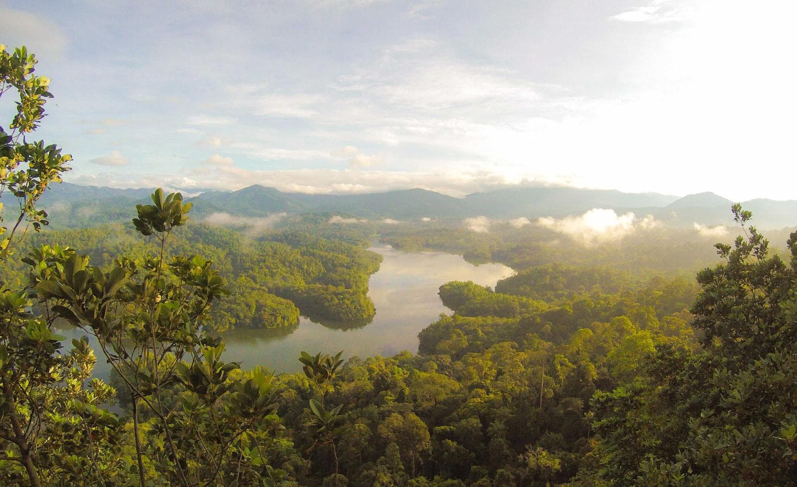 Mangroves