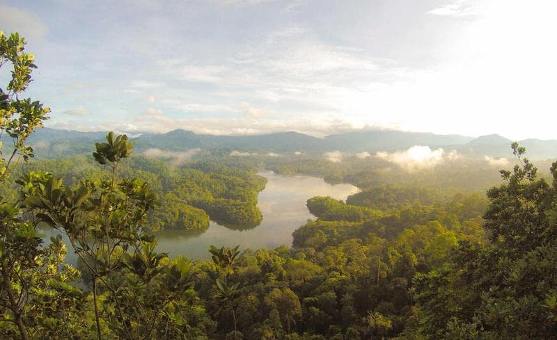 Mangroves
