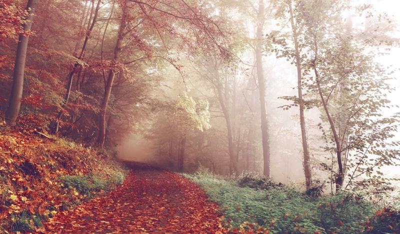 Red path in fog