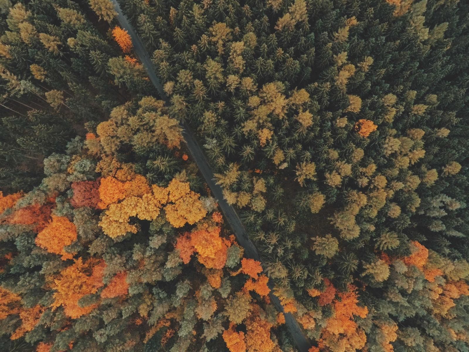 Autumn canopy